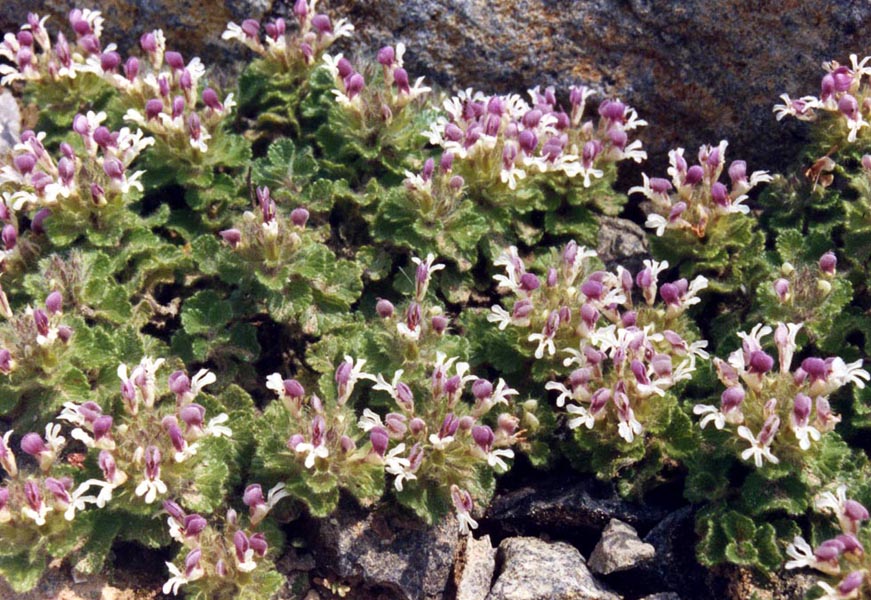 Teucrium pyrenaicum 3